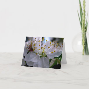 White Cherry Blossoms Note Card