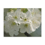 White Cherry Blossoms Postcard