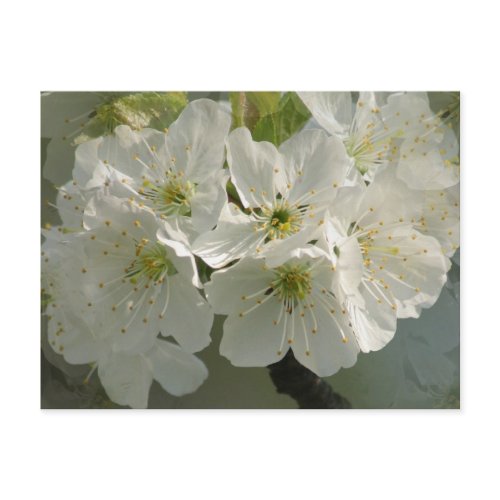 White Cherry Blossoms Postcard