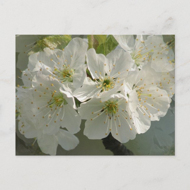 White Cherry Blossoms Postcard (Front)