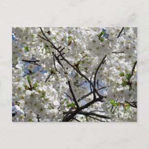 White Cherry Blossoms: Tokyo Postcard