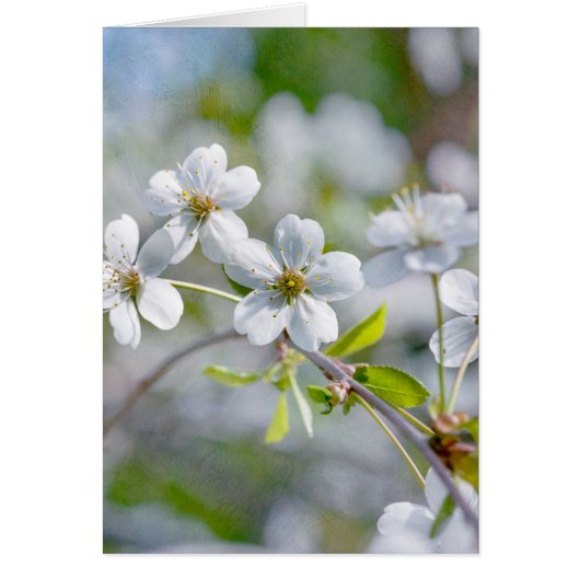 White Cherry Flower Cards (Front)
