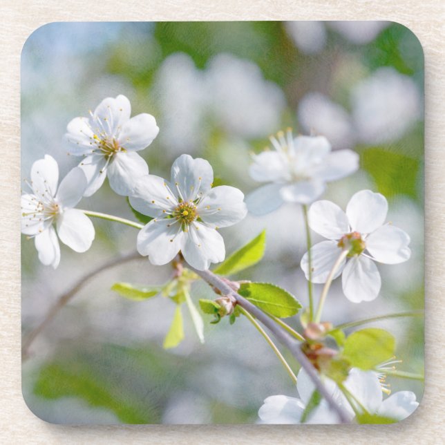 White Cherry Flower Coaster (Front)