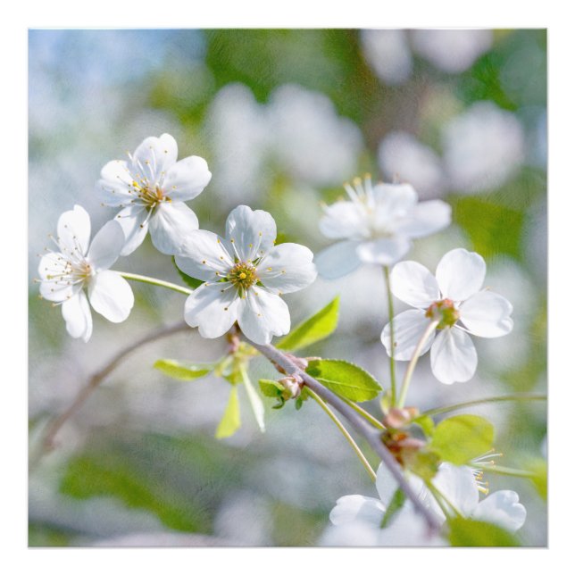 White Cherry Flower Photo Print (Front)