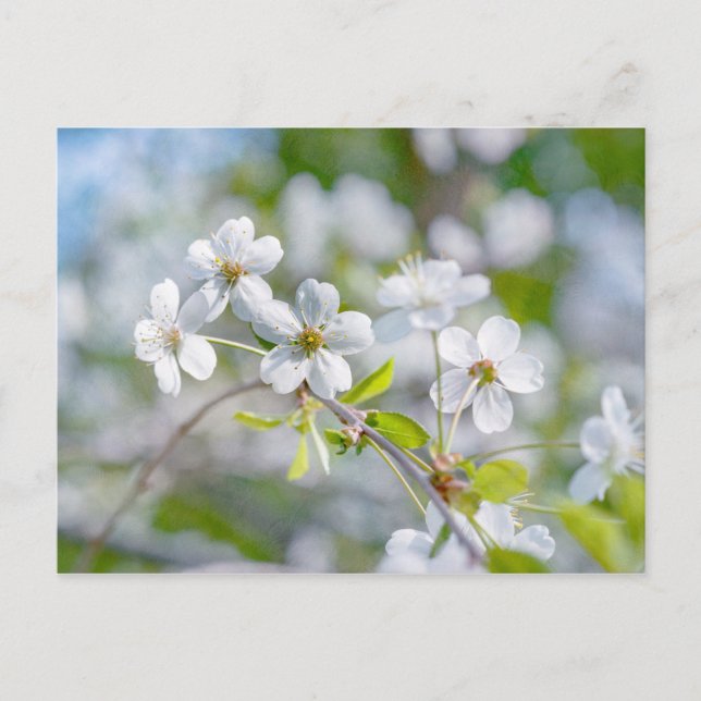 White Cherry Flower Postcard (Front)