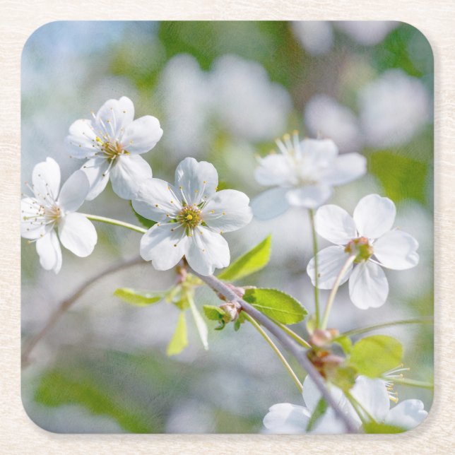 White Cherry Flower Square Paper Coaster (Front)