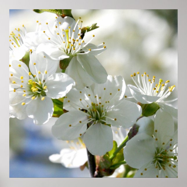 White Cherry Tree Blossoms Poster (Front)