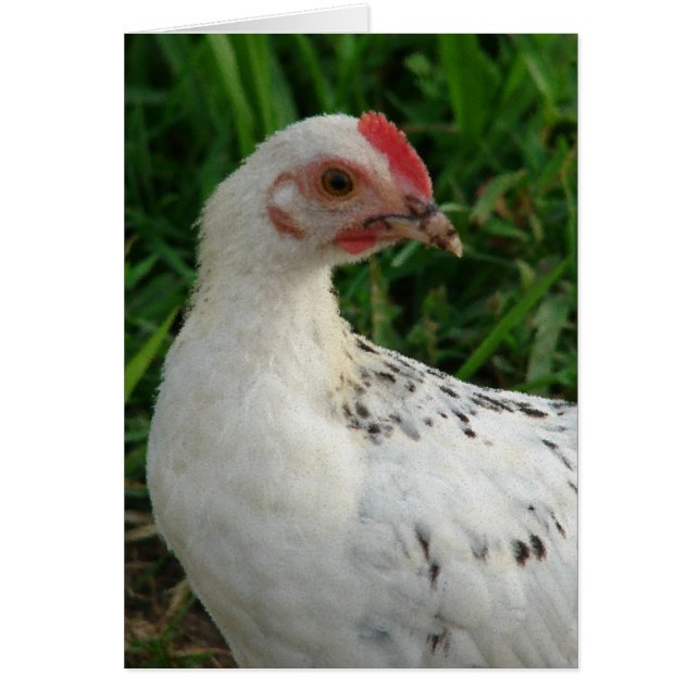 White Chicken Cards (Front)