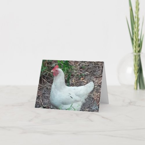 White Chicken Photo Folded Note Card