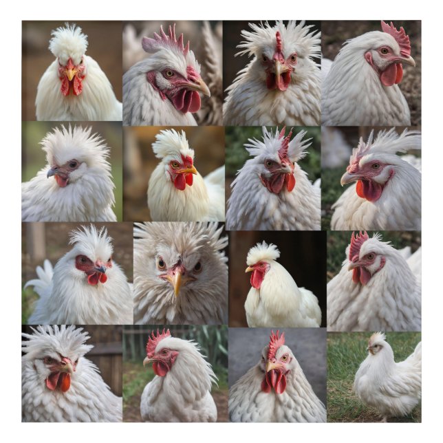 White Chickens Photo Collage, Acrylic Print (Front)