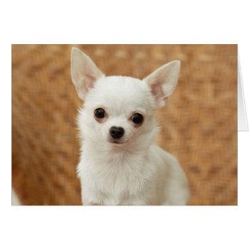 White Chihuahua by walkandbark at Zazzle