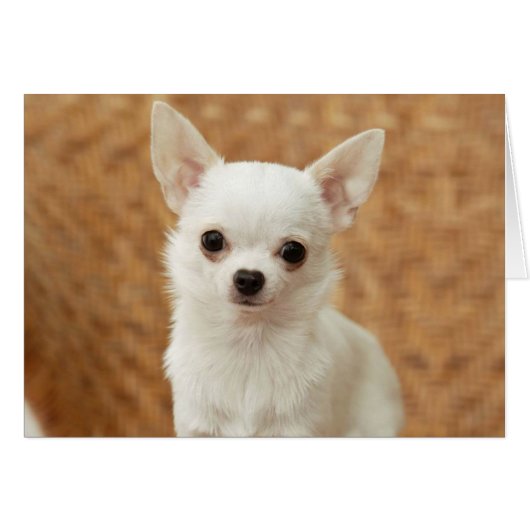 White Chihuahua Cards (Front Horizontal)