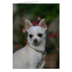 White Chihuahua Cards