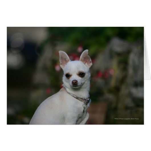 White Chihuahua Cards (Front Horizontal)