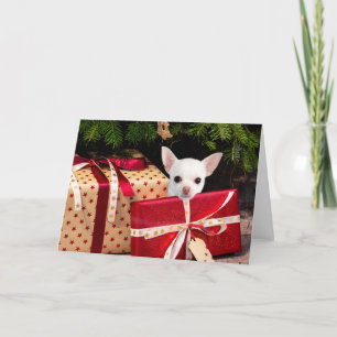 White Chihuahua Christmas Holiday Card