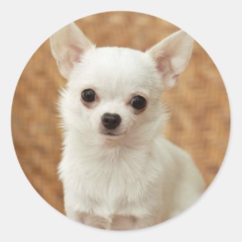White Chihuahua Classic Round Sticker by walkandbark at Zazzle