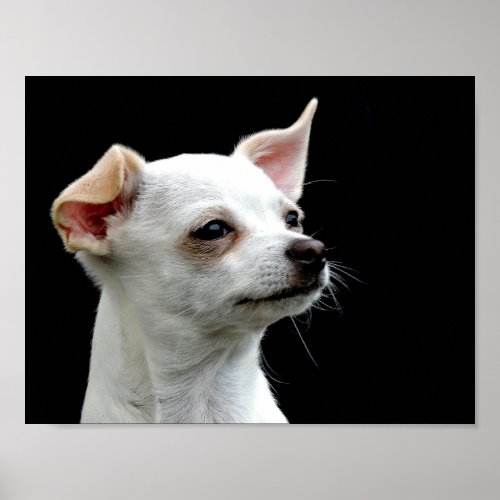 White Chihuahua Head on Black Background Poster