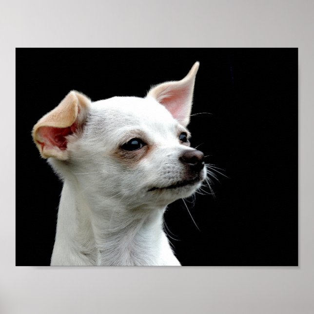 White Chihuahua Head on Black Background Poster (Front)