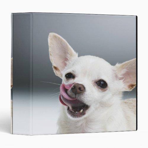 White Chihuahua licking lips 3 Ring Binder