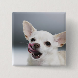 White Chihuahua licking lips Button