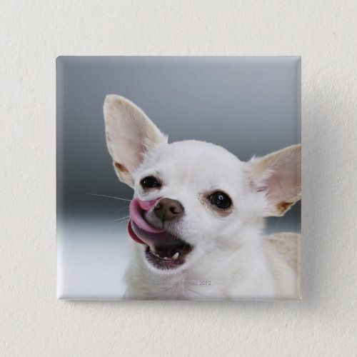 White Chihuahua licking lips Button