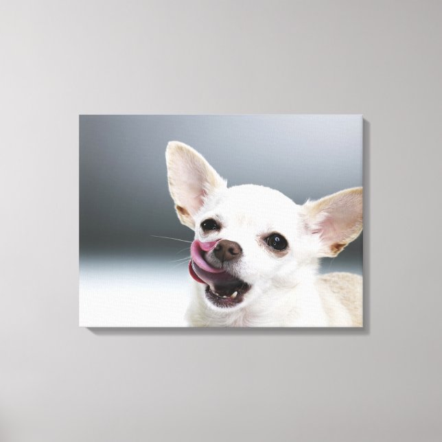 White Chihuahua licking lips Canvas Print (Front)