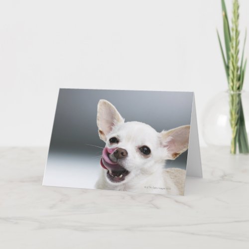 White Chihuahua licking lips Card