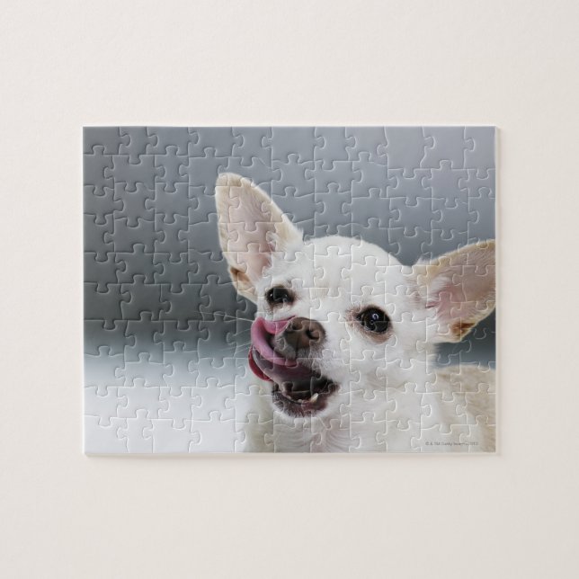 White Chihuahua licking lips Jigsaw Puzzle (Horizontal)
