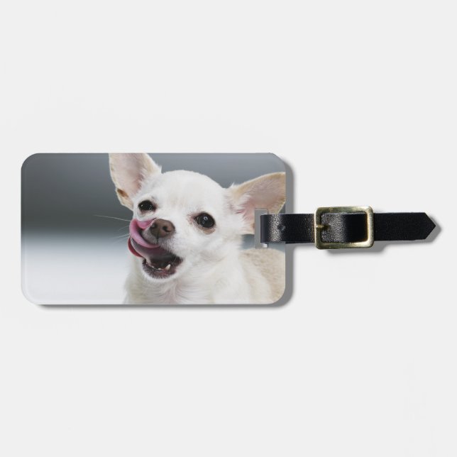 White Chihuahua licking lips Luggage Tag (Front Horizontal)