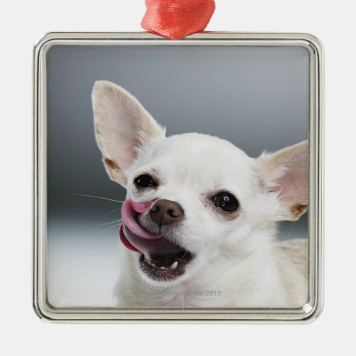 White Chihuahua licking lips Metal Ornament