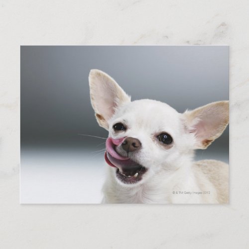 White Chihuahua licking lips Postcard