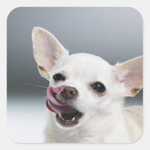 White Chihuahua licking lips Square Sticker