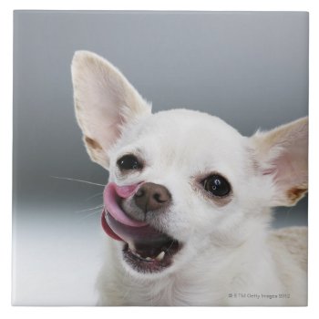 White Chihuahua Licking Lips Tile by prophoto at Zazzle