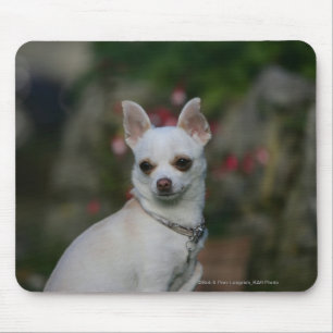 White Chihuahua Mouse Pad