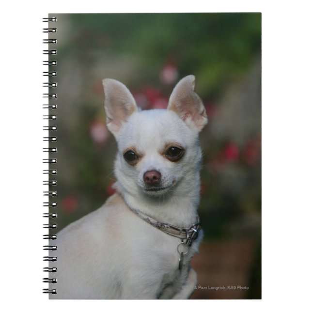 White Chihuahua Notebook (Front)