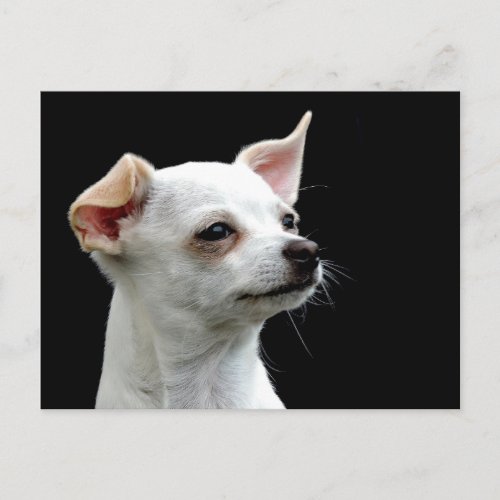 White Chihuahua on Black Background Postcard