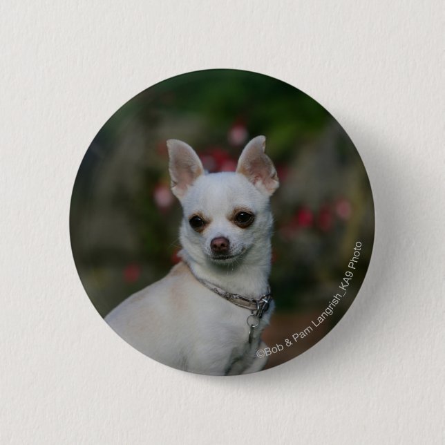 White Chihuahua Pinback Button (Front)