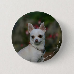 White Chihuahua Pinback Button