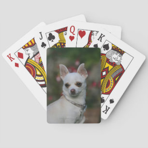 White Chihuahua Poker Cards