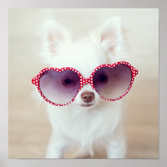 White Chihuahua Puppy Poster (Front)