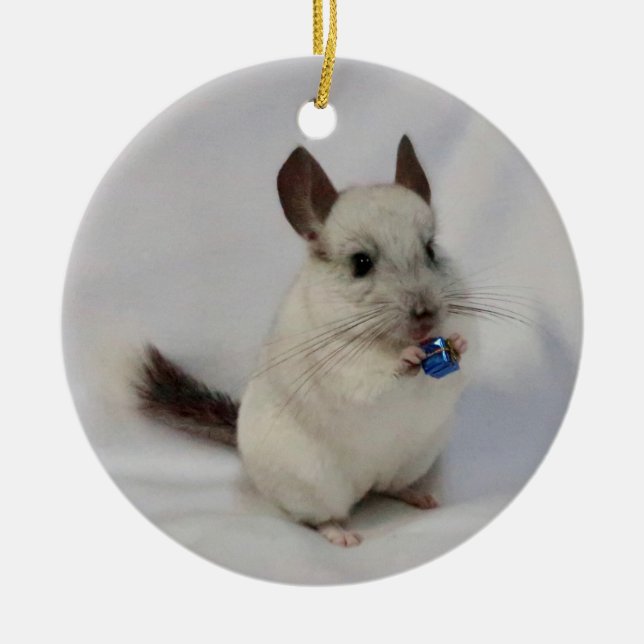 White chinchilla standing holding present ceramic ornament (Front)