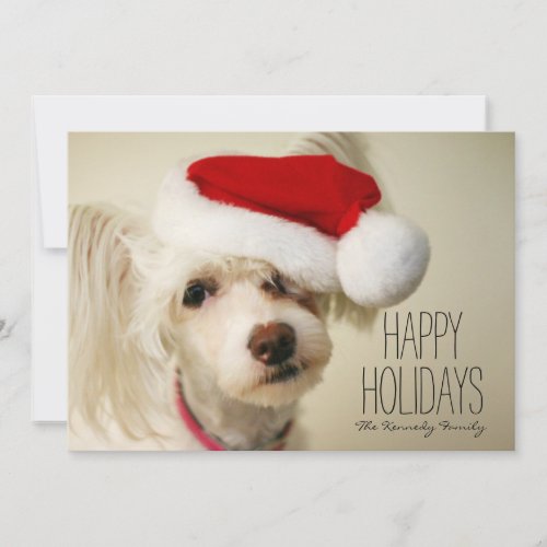 White chinese crested powderpuff dog holiday card