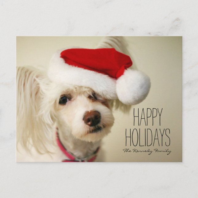 White chinese crested powderpuff dog holiday postcard (Front)