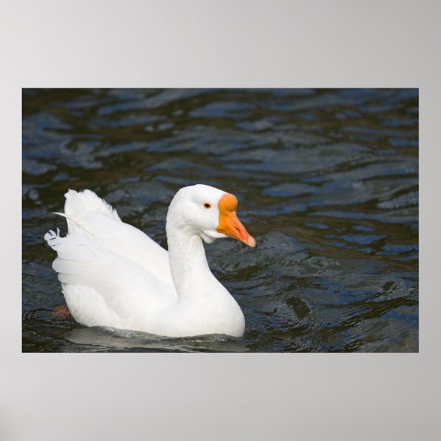 White Chinese Goose Poster (Front)