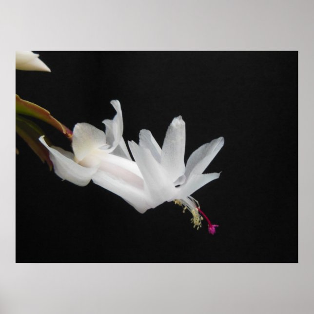 White Christmas Cactus Flower Poster (Front)