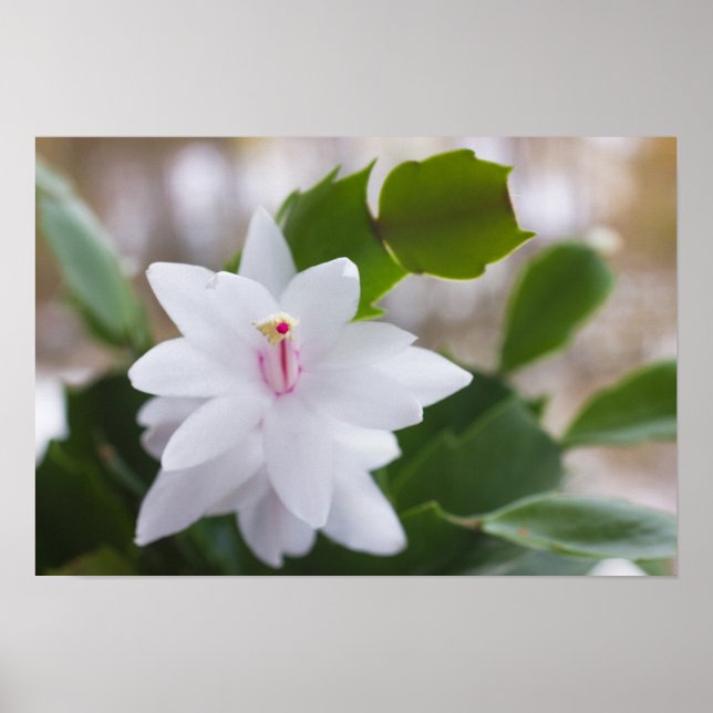 White Christmas cactus Schlumbergera CC0039 Flower Poster (Front)