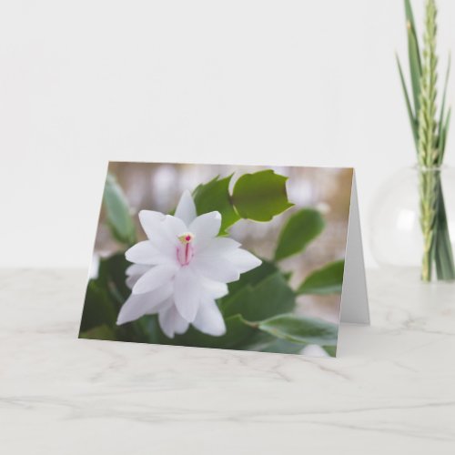 White Christmas cactus Schlumbergera CC0476 Flower Holiday Card