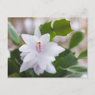 White Christmas cactus Schlumbergera Pot Flowers Holiday Postcard
