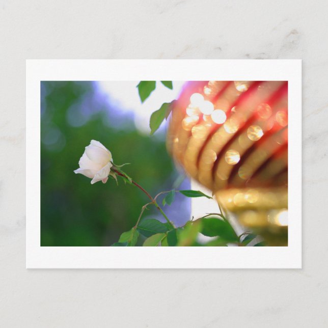 White Christmas Rose Holiday Postcard (Front)