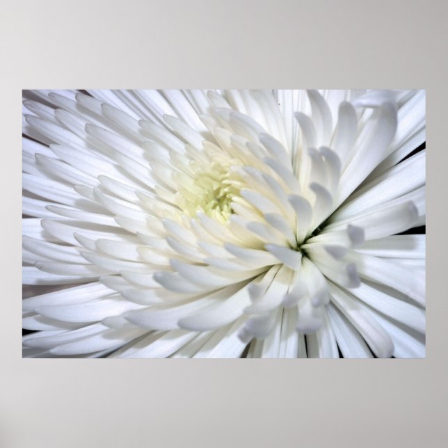 White Chrysanthemum Canvas Print (Front)
